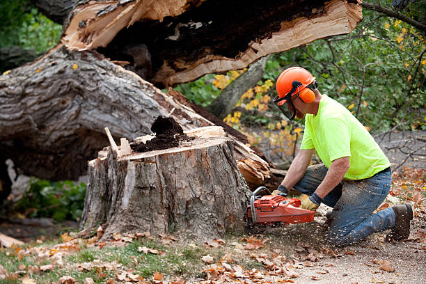 Best Best Tree Removal Services  in Jamestown, CA